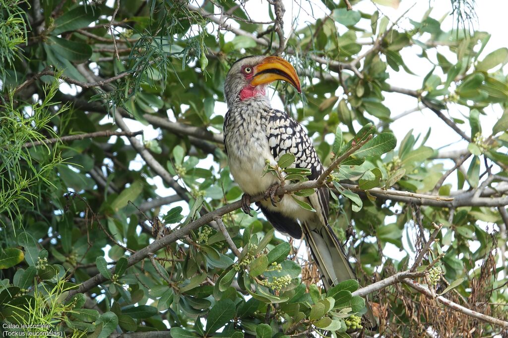 Southern Yellow-billed Hornbill