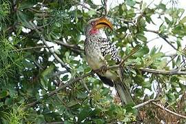 Southern Yellow-billed Hornbill