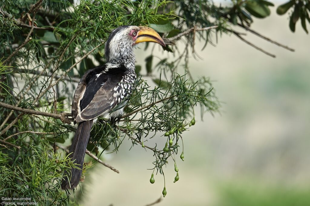 Southern Yellow-billed Hornbill