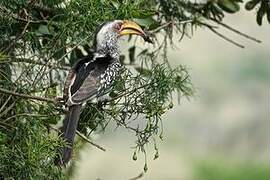 Southern Yellow-billed Hornbill