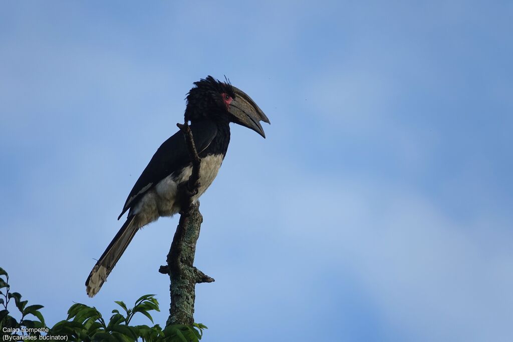 Trumpeter Hornbill male