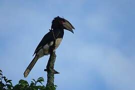 Trumpeter Hornbill