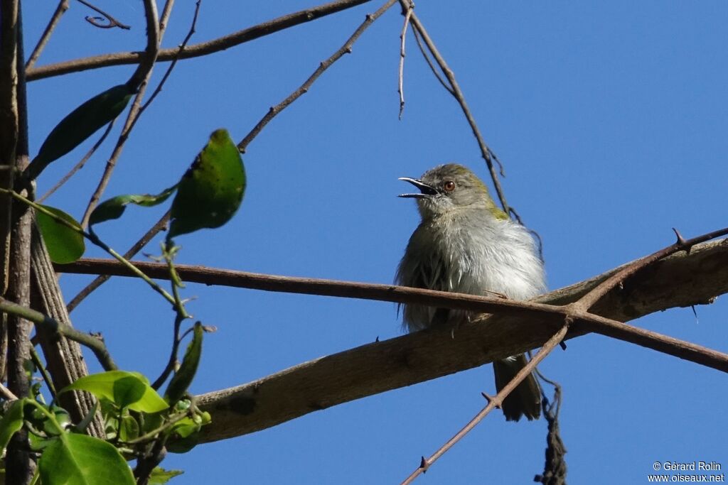 Green-backed Camaroptera