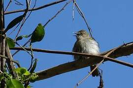 Green-backed Camaroptera