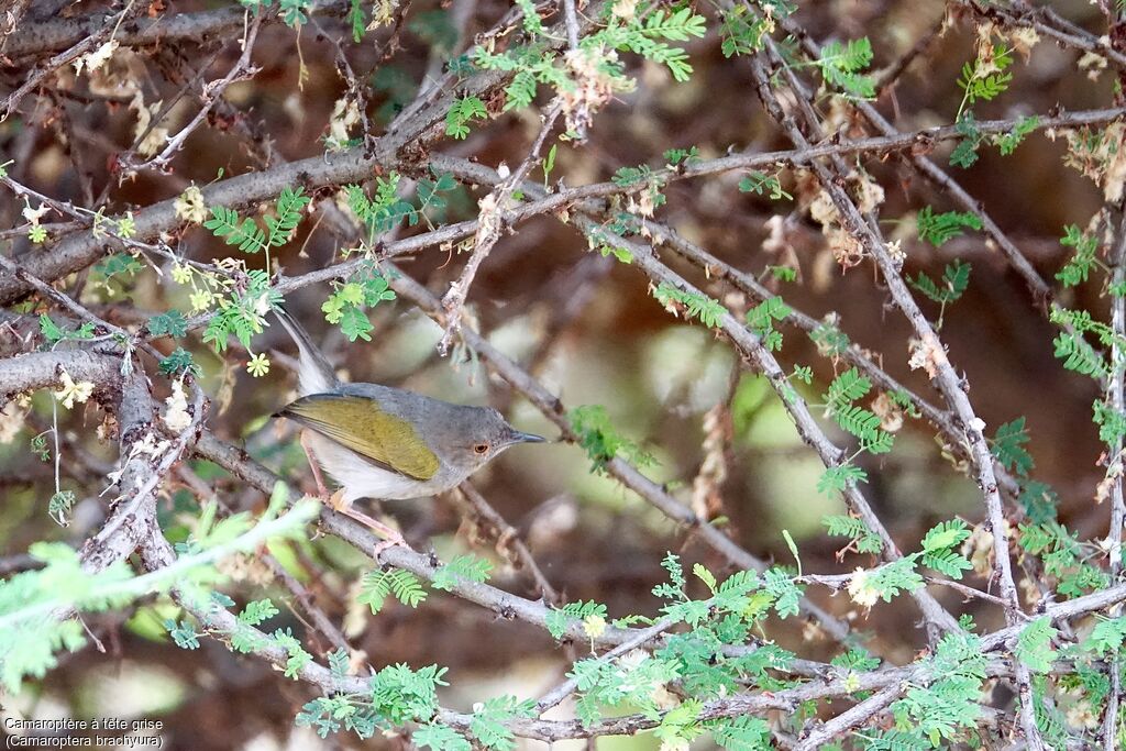 Green-backed Camaroptera