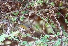 Green-backed Camaroptera