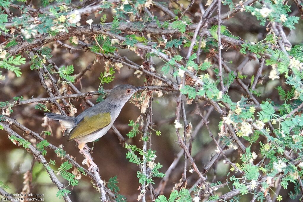 Green-backed Camaroptera