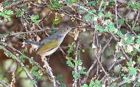 Green-backed Camaroptera