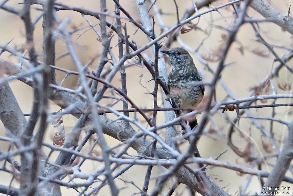 Barred Wren-Warbler