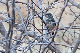 Barred Wren-Warbler