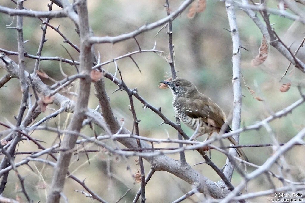 Barred Wren-Warbler