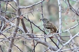 Barred Wren-Warbler