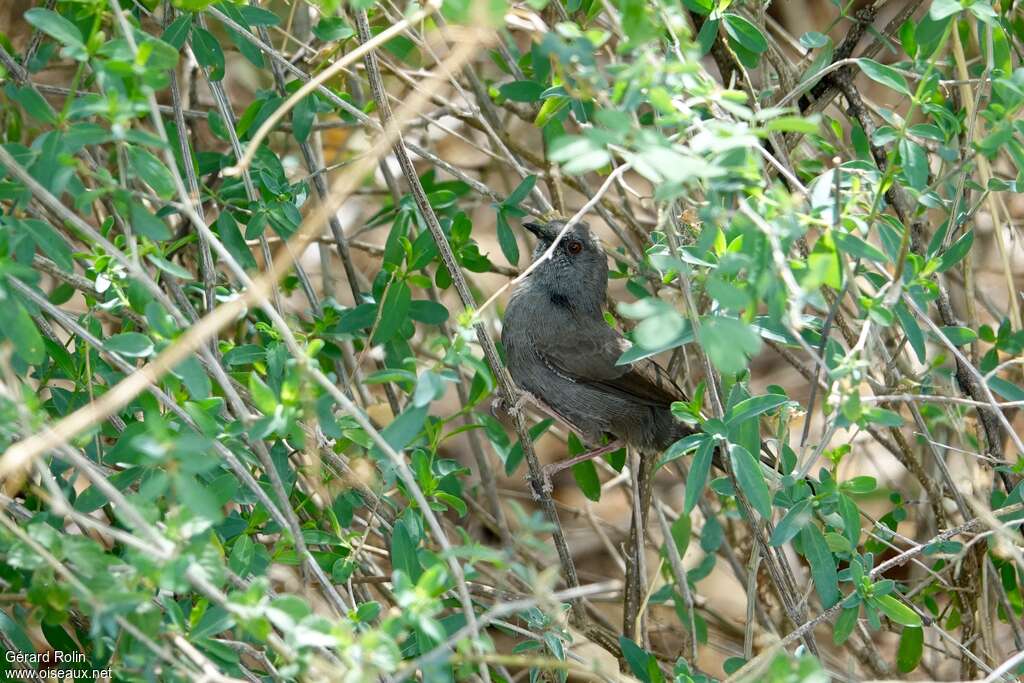 Camaroptère modesteadulte, habitat