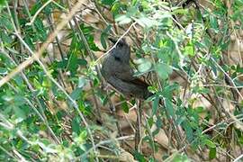 Grey Wren-Warbler