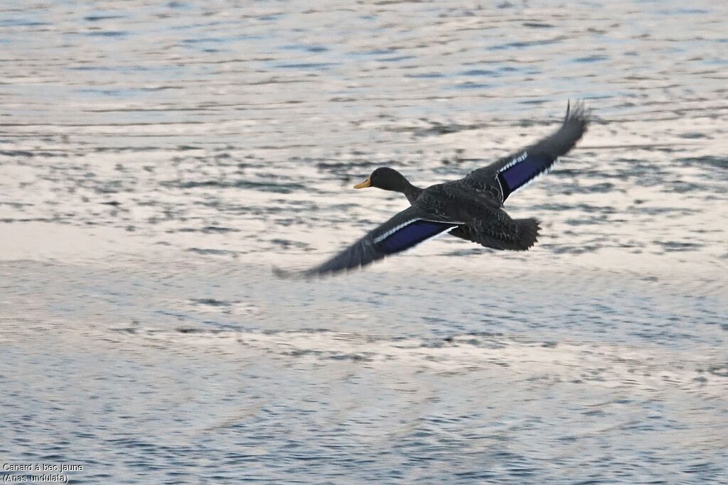 Yellow-billed Duck