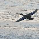 Canard à bec jaune