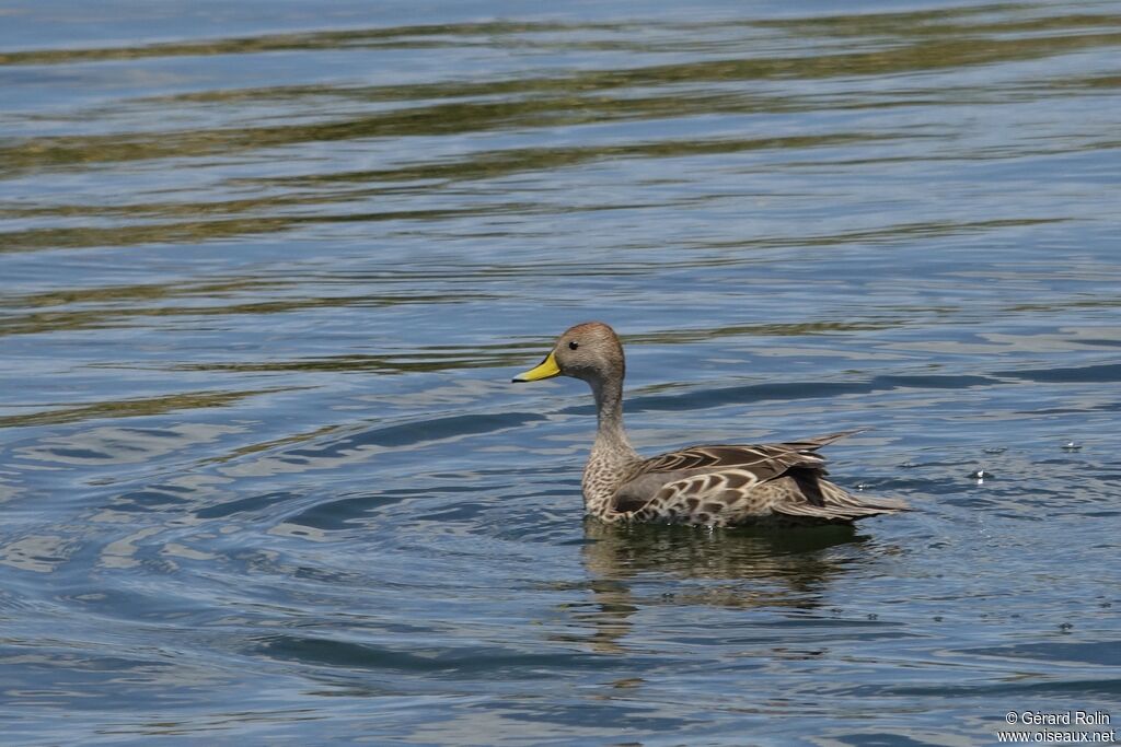 Yellow-billed Pintail