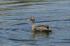 Yellow-billed Pintail