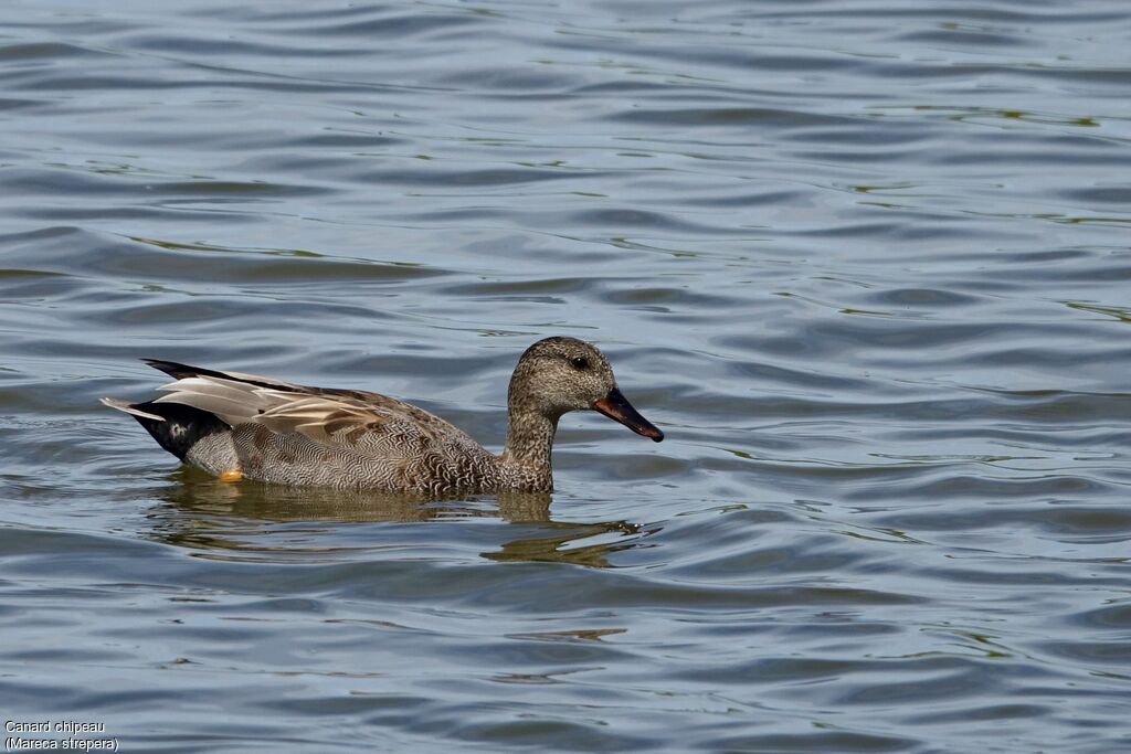 Canard chipeau