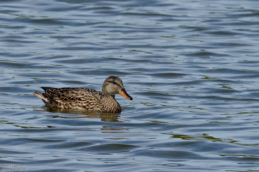 Canard chipeau femelle