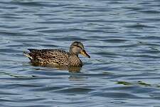 Canard chipeau