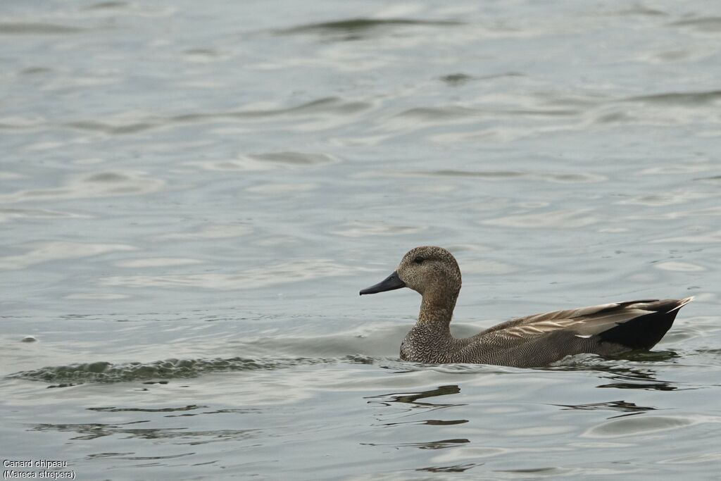 Canard chipeau mâle adulte nuptial