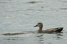 Canard chipeau