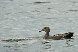 Gadwall