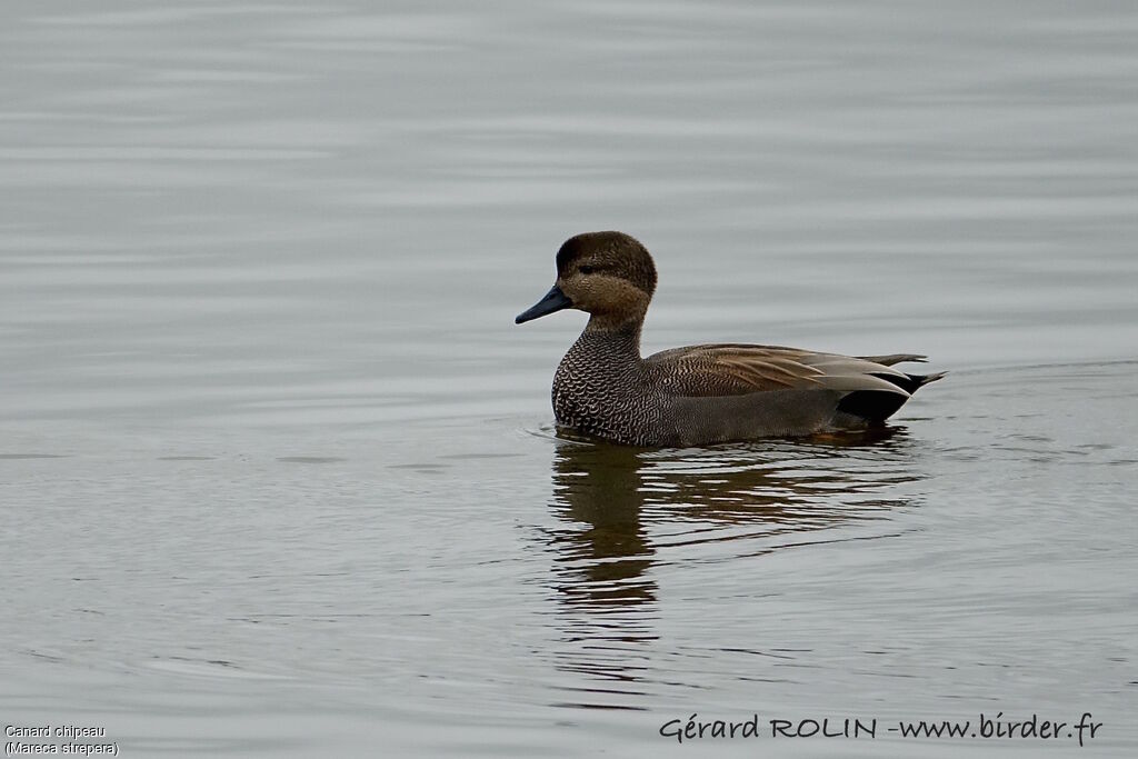 Canard chipeau