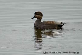 Canard chipeau