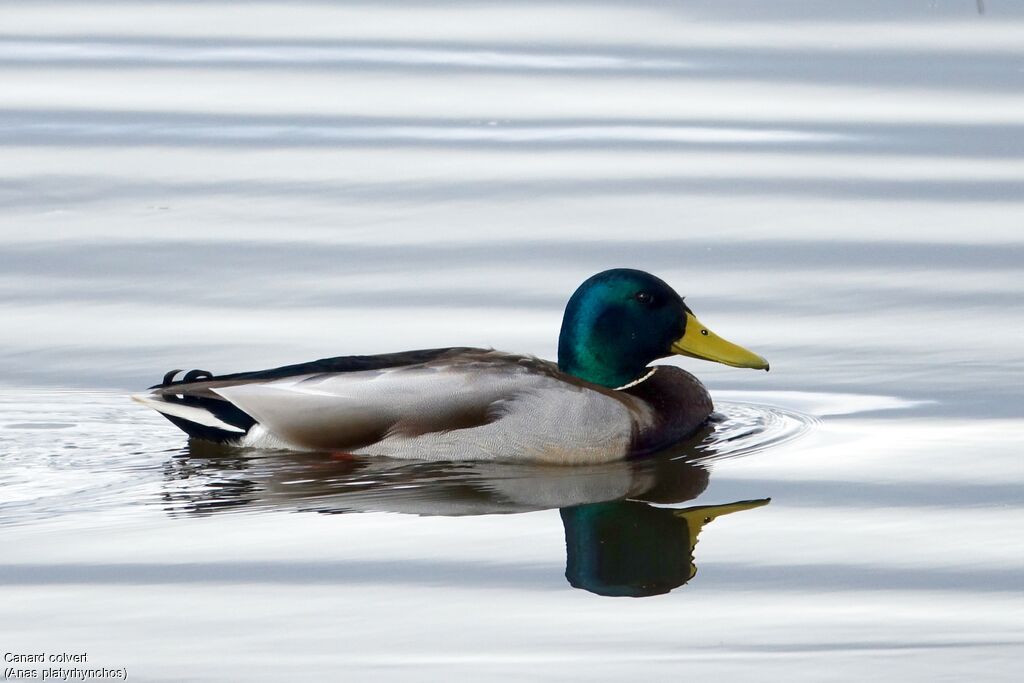 Canard colvert