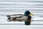 Canard colvert