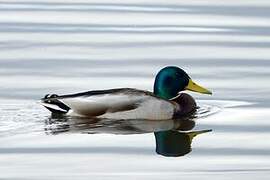 Mallard