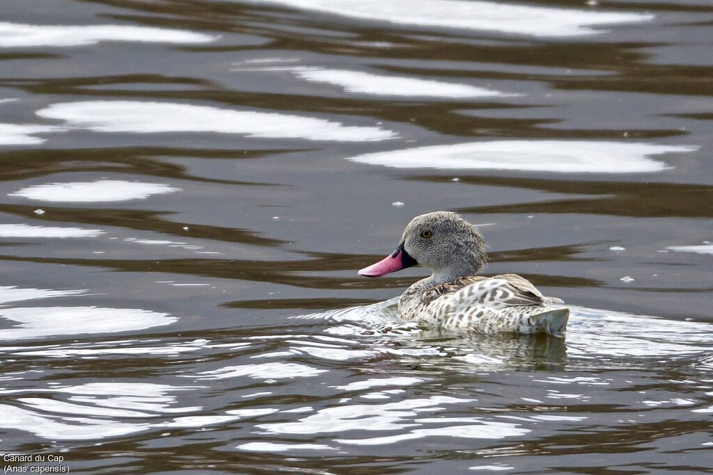 Canard du Cap