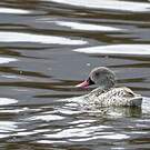 Canard du Cap