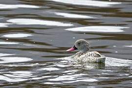 Cape Teal