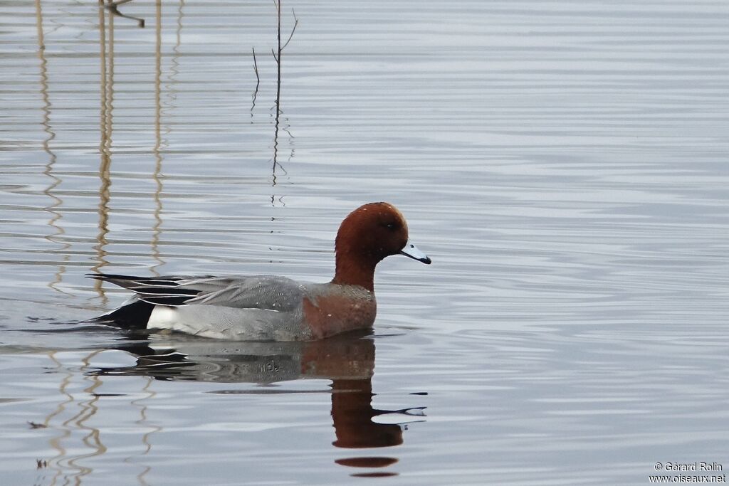 Canard siffleur