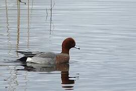 Eurasian Wigeon