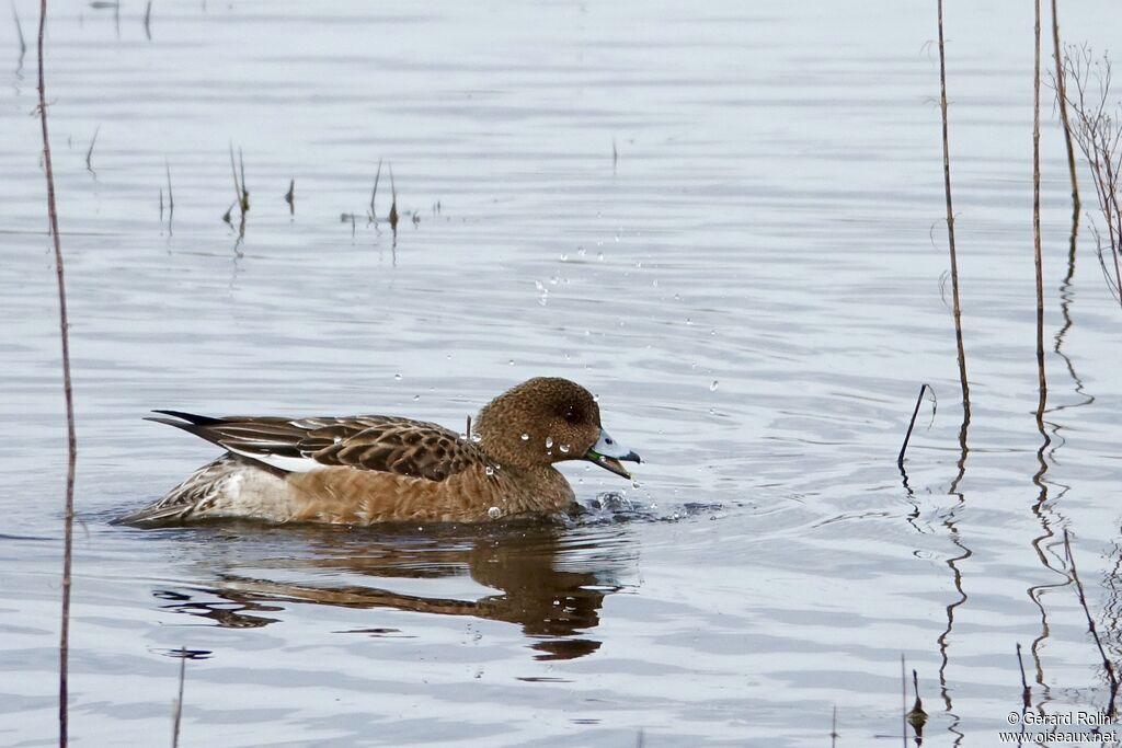 Canard siffleur