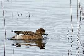 Eurasian Wigeon