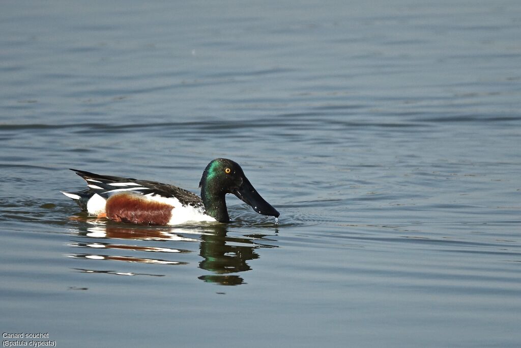 Canard souchet mâle