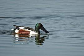 Northern Shoveler