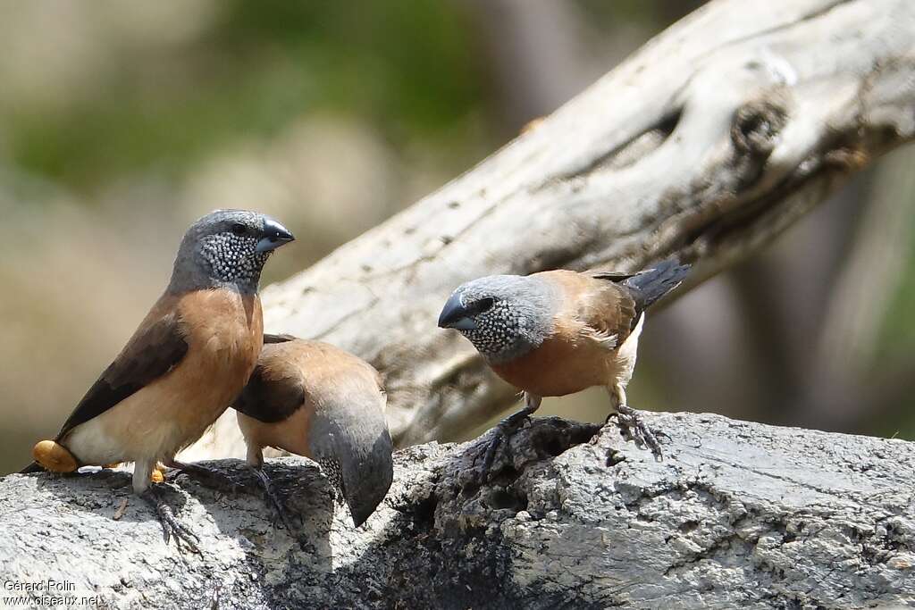 Grey-headed Silverbilladult, pigmentation, Behaviour