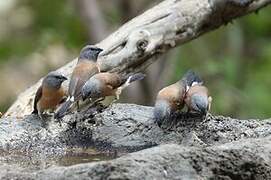 Grey-headed Silverbill