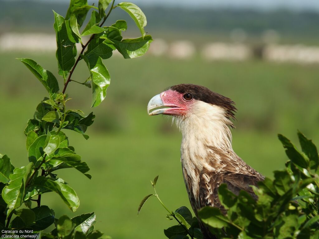 Northern Crested Caracara