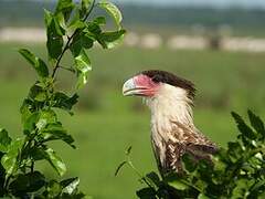 Caracara du Nord