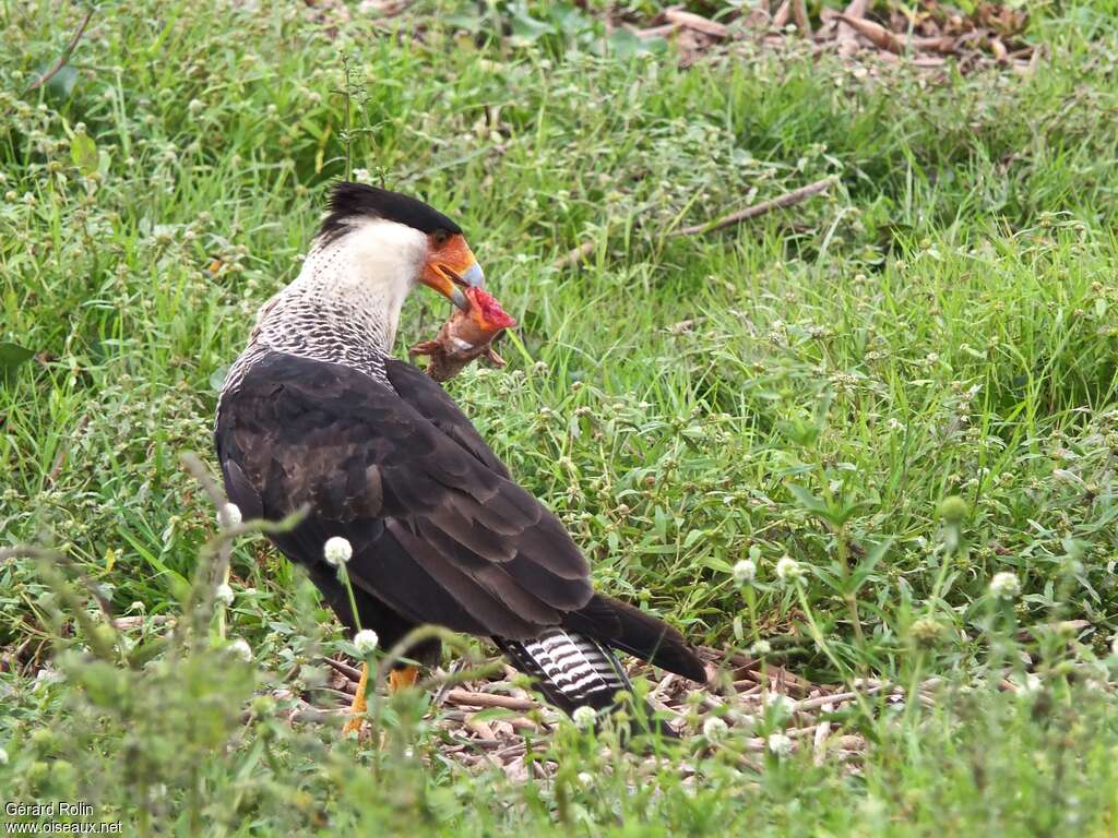 Northern Crested Caracaraadult, feeding habits, eats