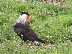 Crested Caracara (cheriway)