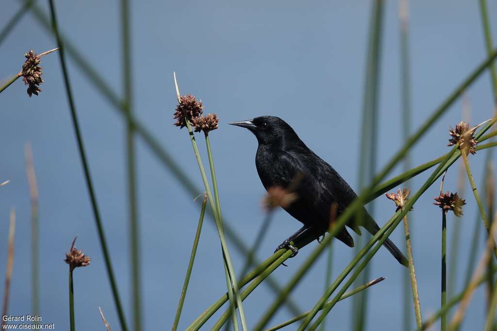 Yellow-winged Blackbird male adult