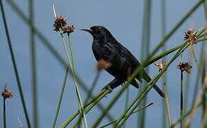 Yellow-winged Blackbird